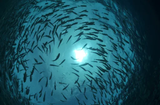Photo of Salmon 
